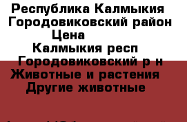 Республика Калмыкия, Городовиковский район › Цена ­ 60 000 - Калмыкия респ., Городовиковский р-н Животные и растения » Другие животные   